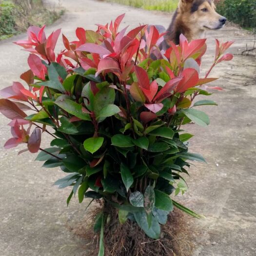  苗圃直銷紅葉石楠苗