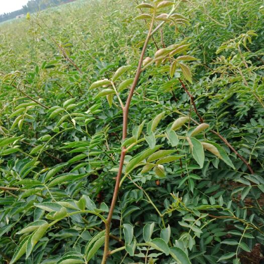 泰安无刺花椒苗