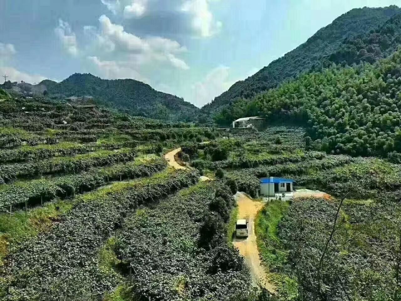 红阳猕猴桃  果肉细嫩、香气浓郁口感香甜清爽、酸度低