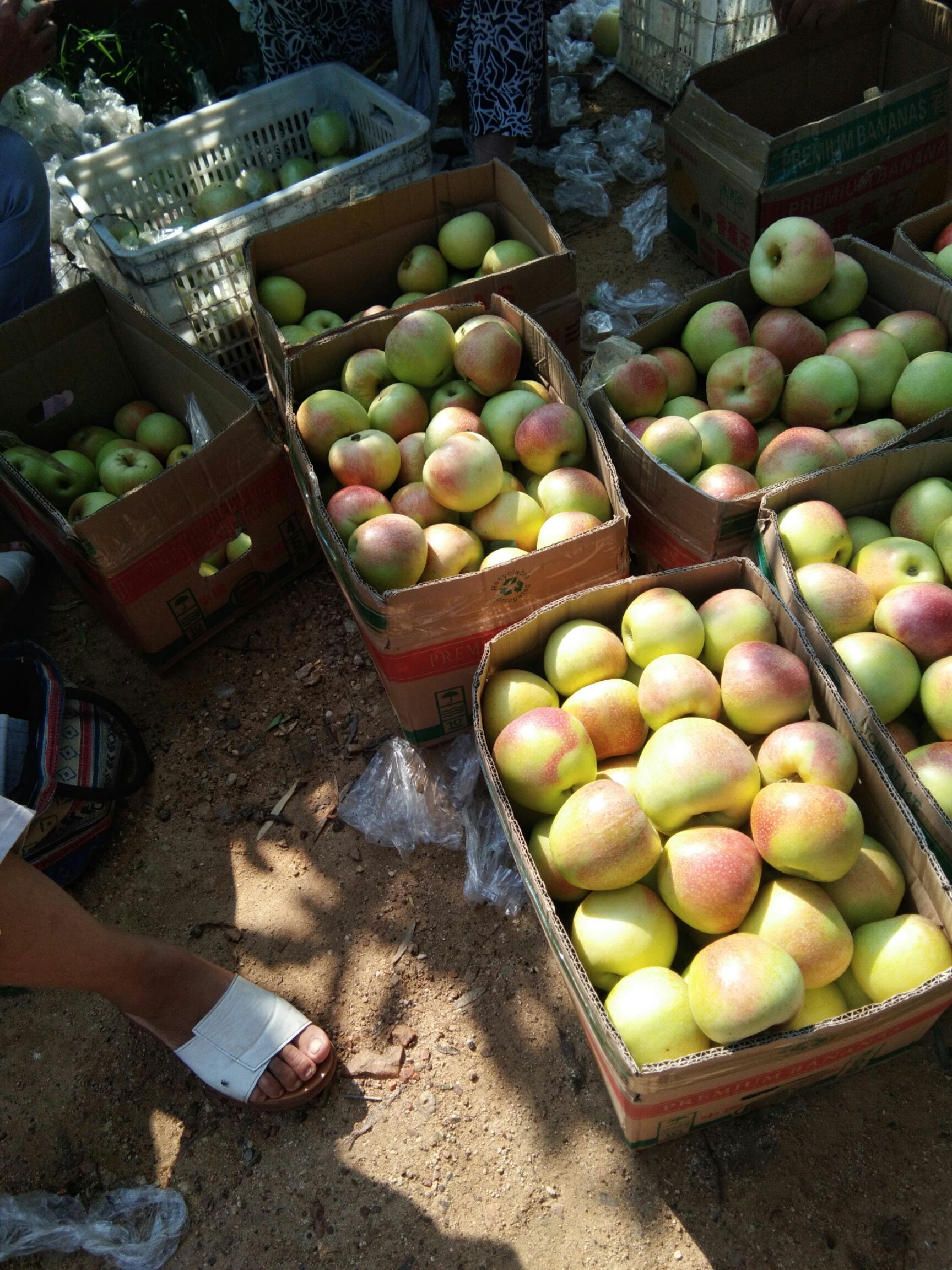 美八蘋果 山東省臨沂市沂水縣 膜袋 片紅