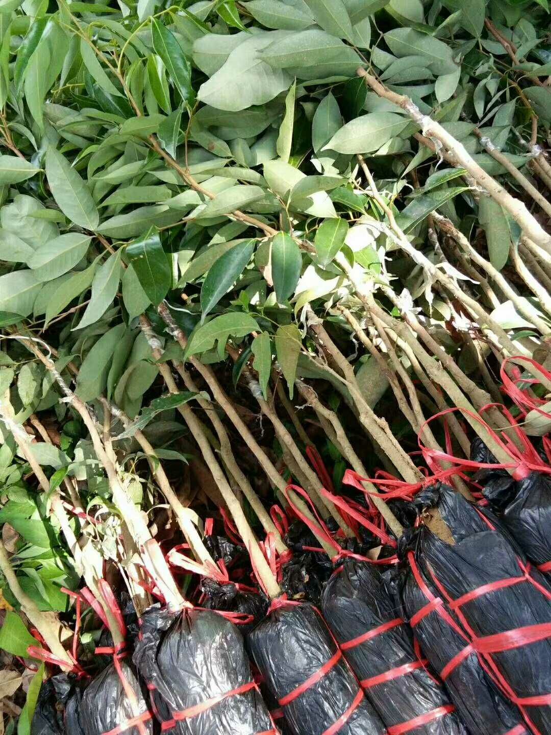 无核荔枝苗
