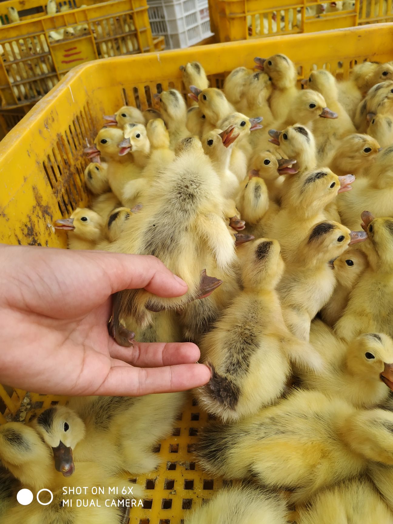 青壳二号蛋鸭苗  麻羽、黄羽绿壳多蛋鸭