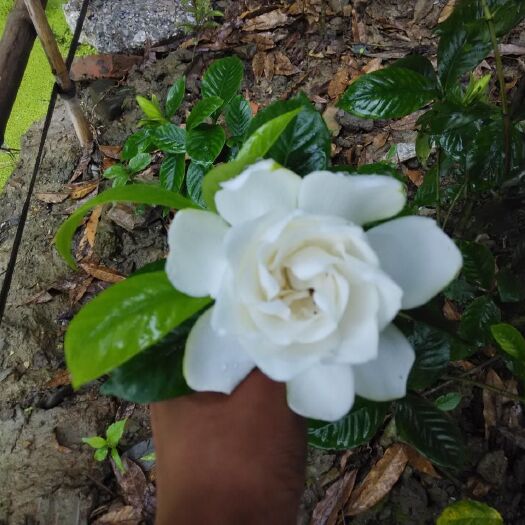 咸宁大叶栀子  栀子花苗批发