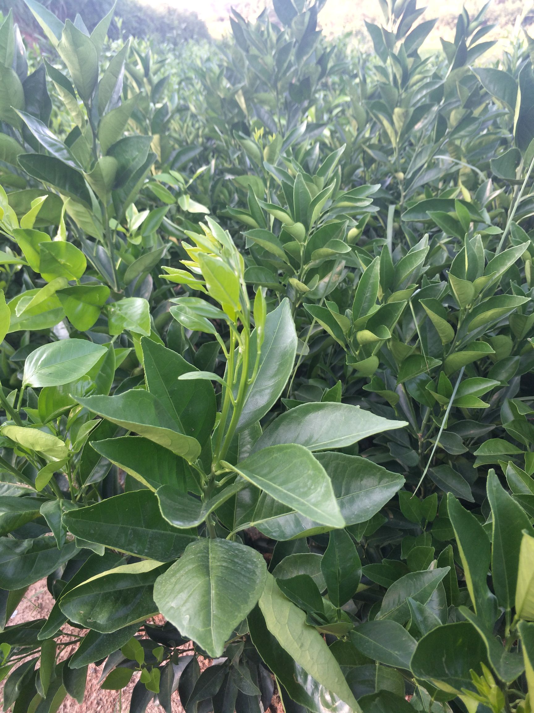 纽荷尔脐橙苗 合同苗品种有保证欢迎订购