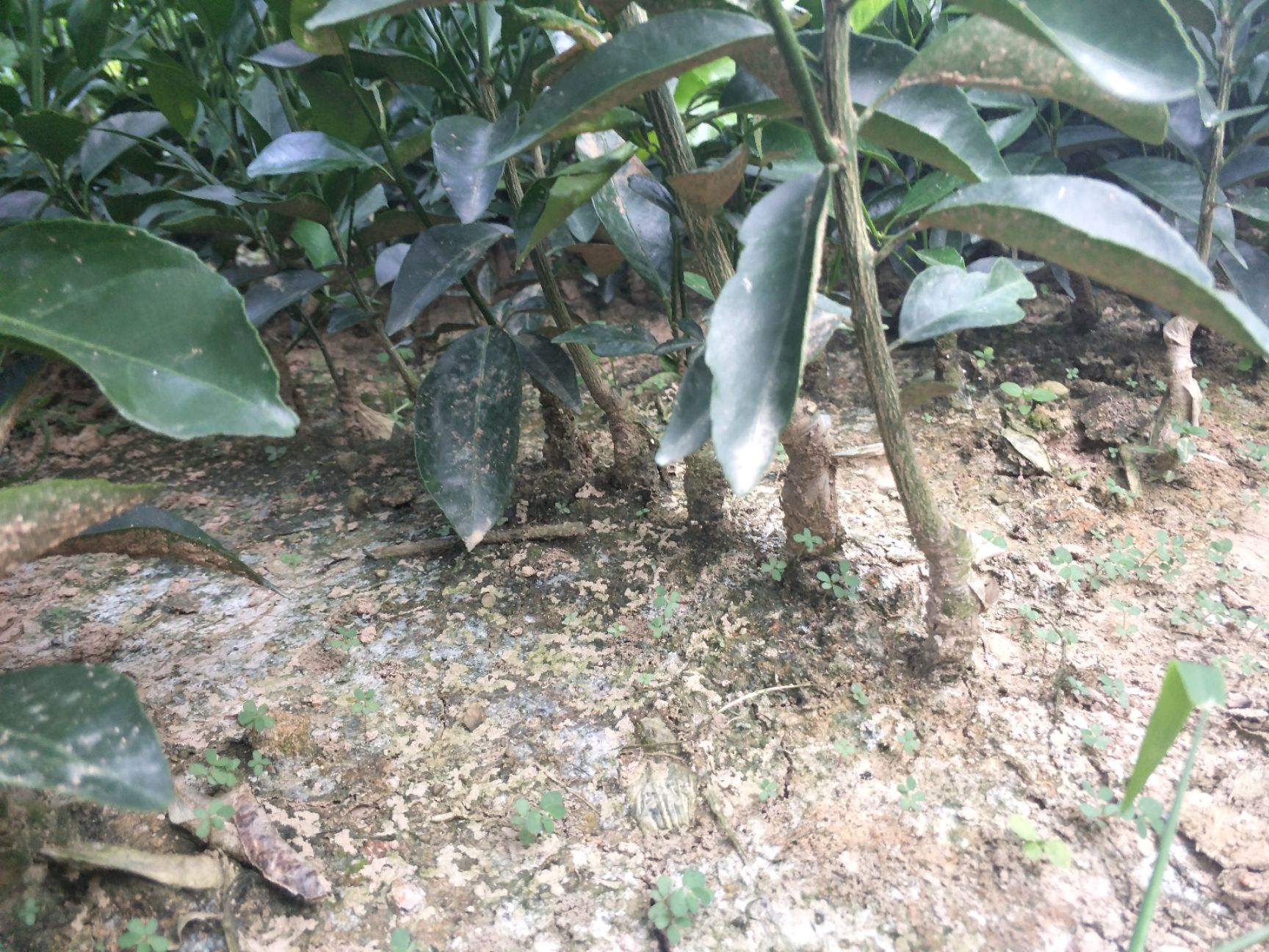 纽荷尔脐橙苗 合同苗品种有保证欢迎订购