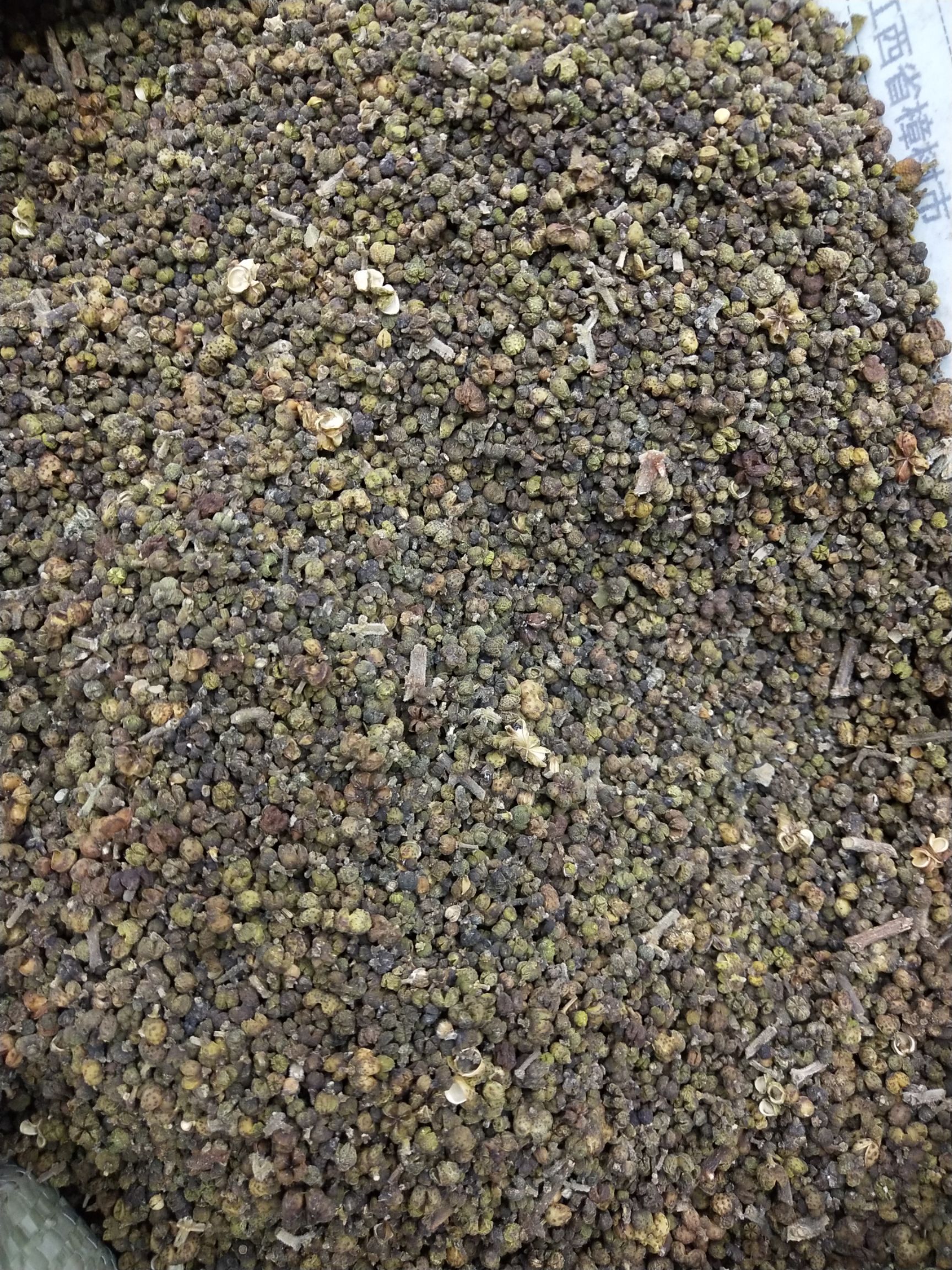 吴茱萸