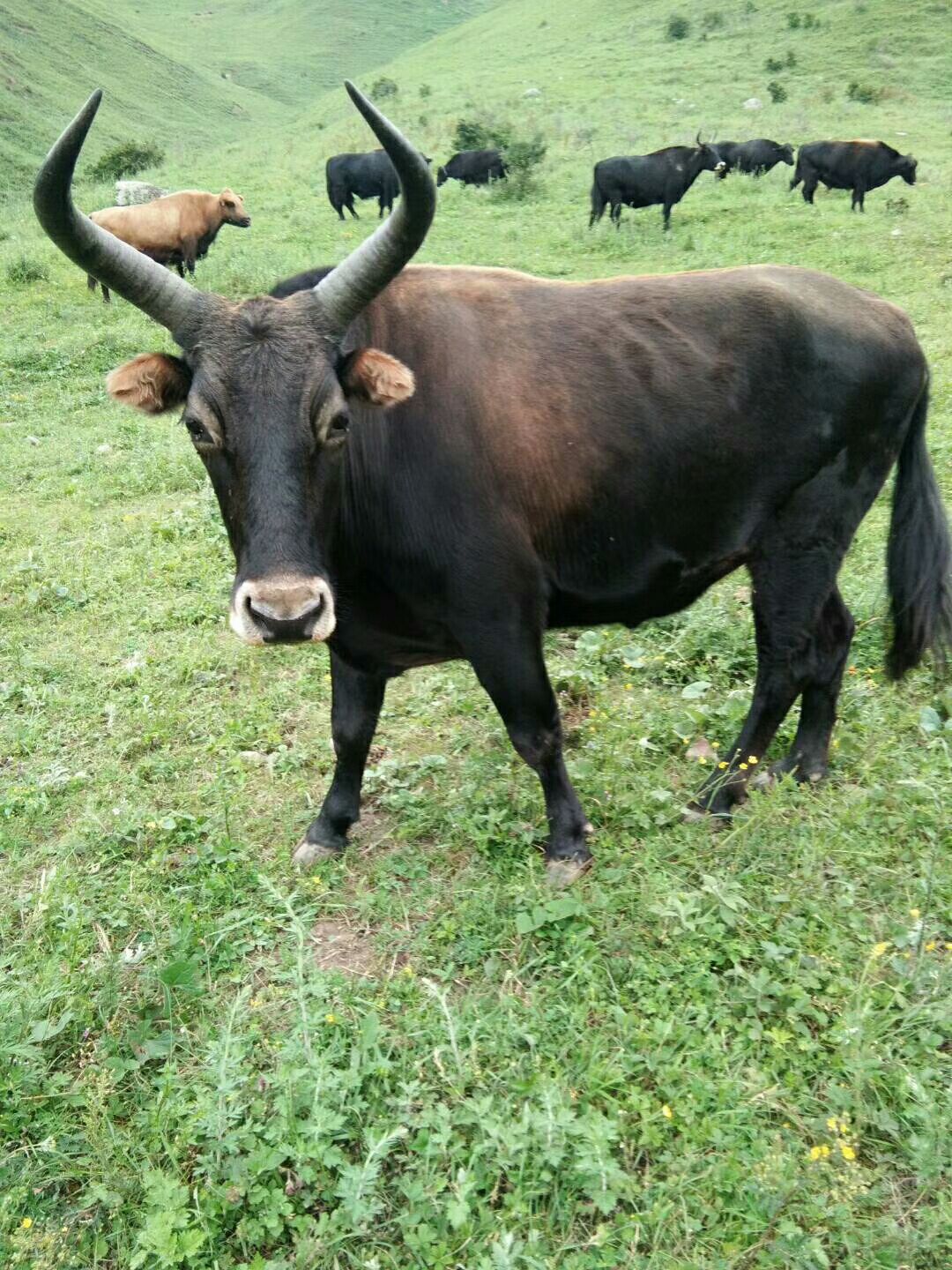 甘肅隴南禮縣 犏牛,犛牛,土黃牛,純放牧純天然鮮牛肉