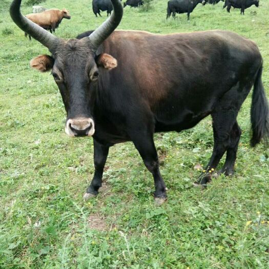 犏牛，牦牛，土黄牛，纯放牧鲜牛肉
