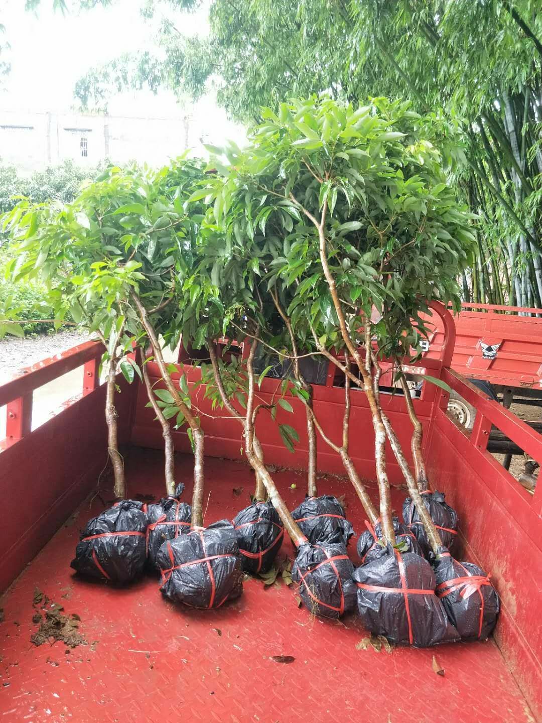无核荔枝苗