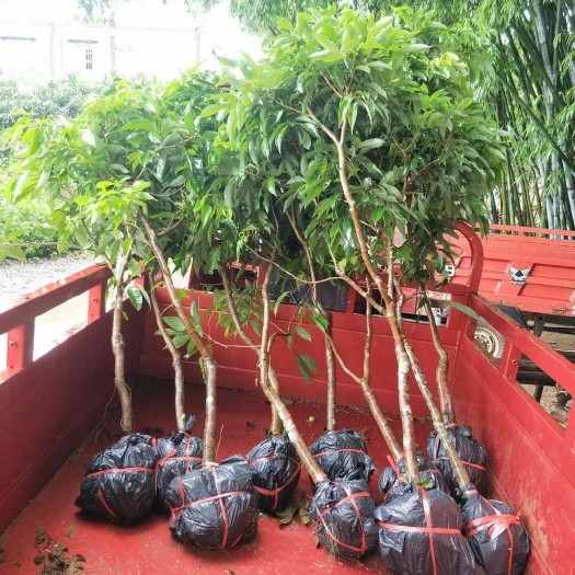 灵山县无核荔枝苗