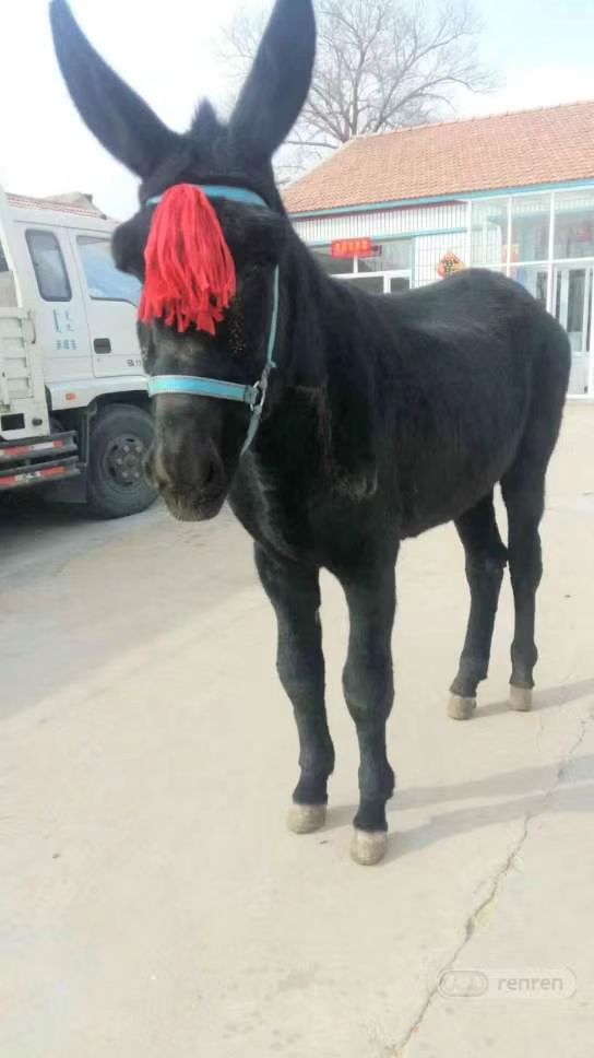 乌头驴 500斤以上