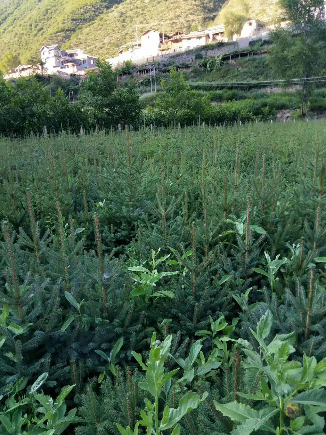 甘肃云杉