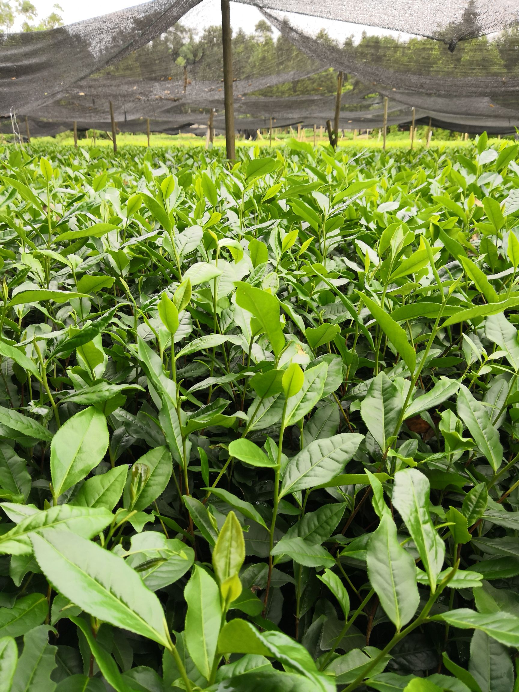 绿茶树苗 实生苗 0.5米以下