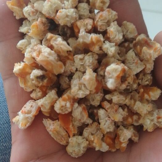滨州虾头