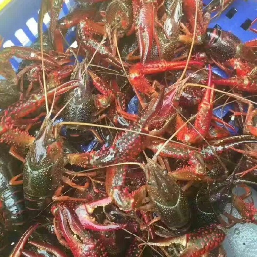 淮安红壳小龙虾 人工养殖 7-9钱