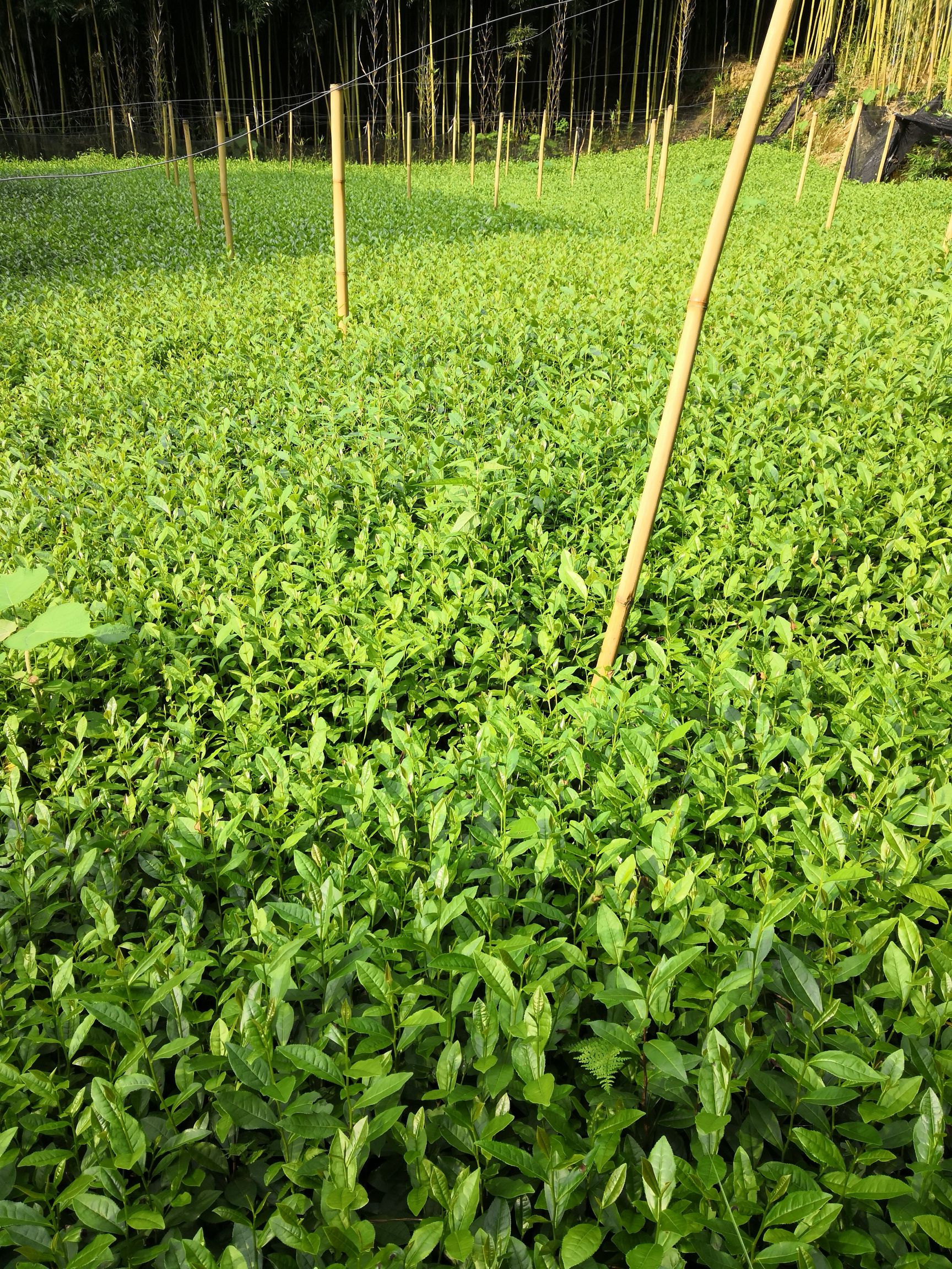 绿茶树苗 实生苗 0.5米以下