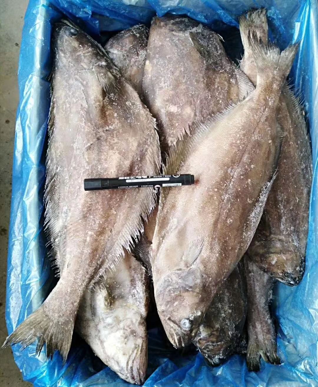 鲽鱼 