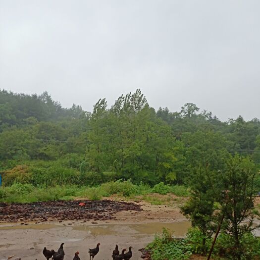 罗田县土山羊 30-50斤