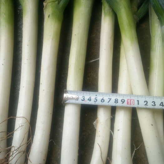 安顺铁杆大葱 3cm左右 25~30cm 毛葱