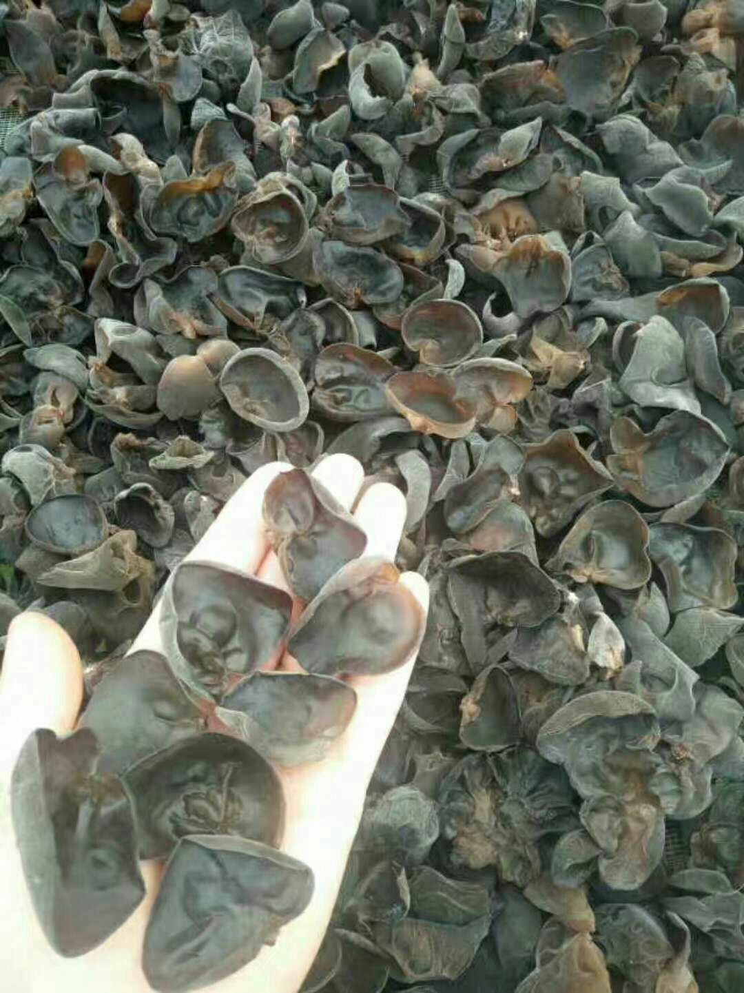 黑木耳 一级 