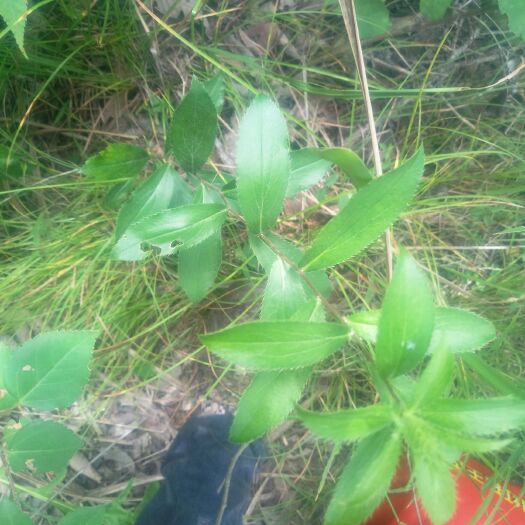 苍术