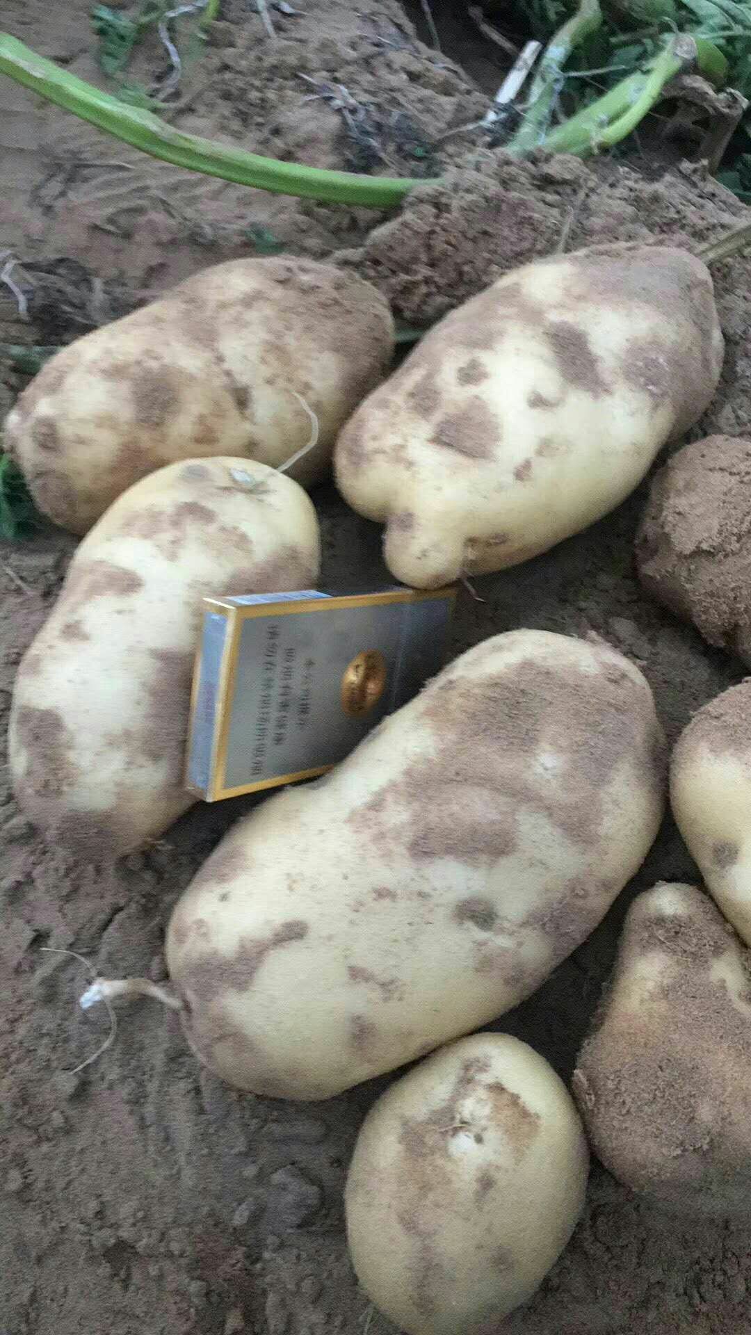 华颂七号 3两以上