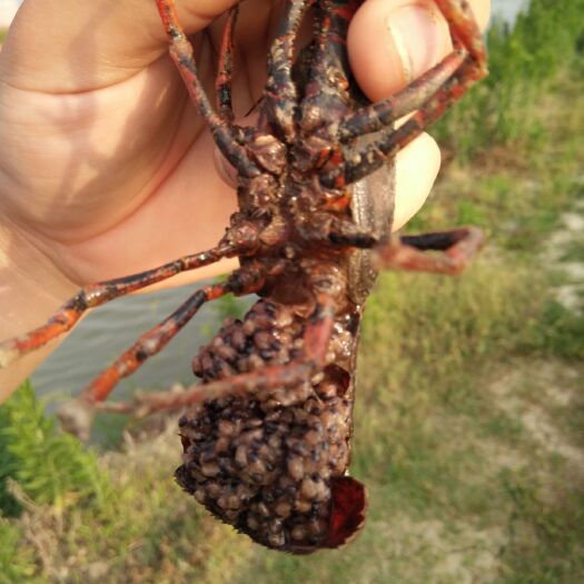 沭阳县青虾