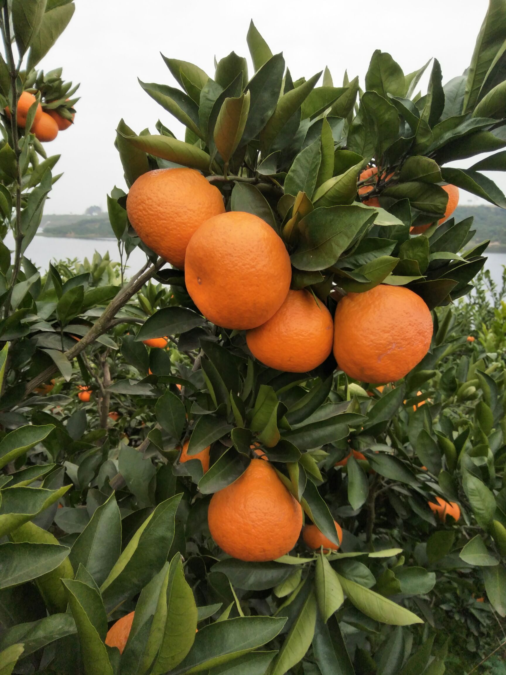 蜜桔 陕西省汉中市城固县