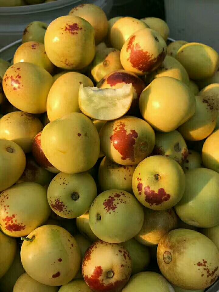  大荔冬枣一件代发