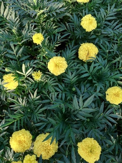 青州市万寿菊 