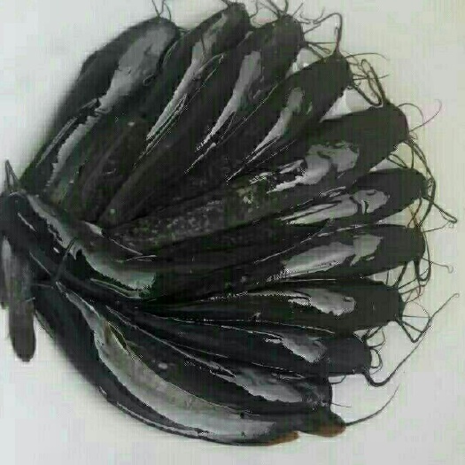 眉山革胡子鲶鱼苗