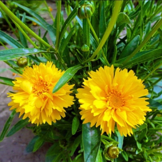 青州市金鸡菊