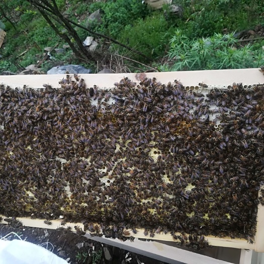 毕节 中蜂，土中蜂，中华蜜蜂，中蜂蜂王蜂蜜，阿坝王