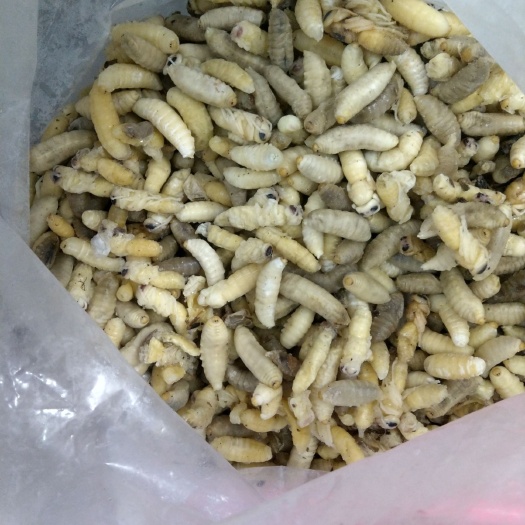 广州土蜂蛹  地蜂蛹1234级统货，3级带内脏。