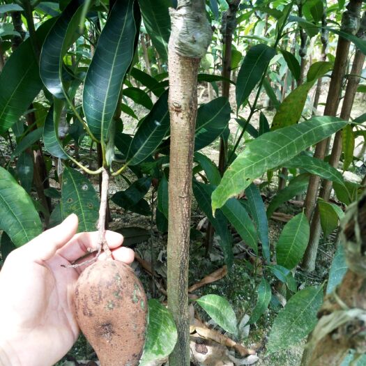 灵山县桂七芒果苗 