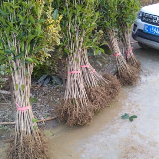 咸宁金桂