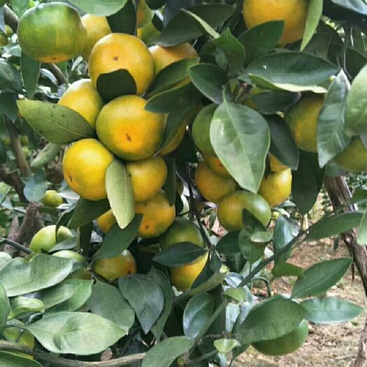 江永县特早蜜桔 特早蜜橘大量上市，货源充足，口感好，质量好，诚信合作