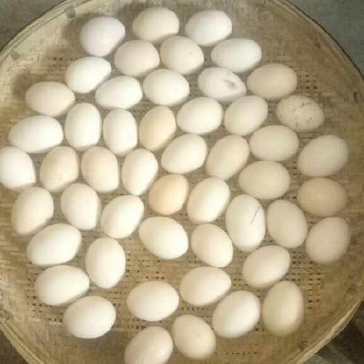 永胜县土鸡蛋 食用 散装