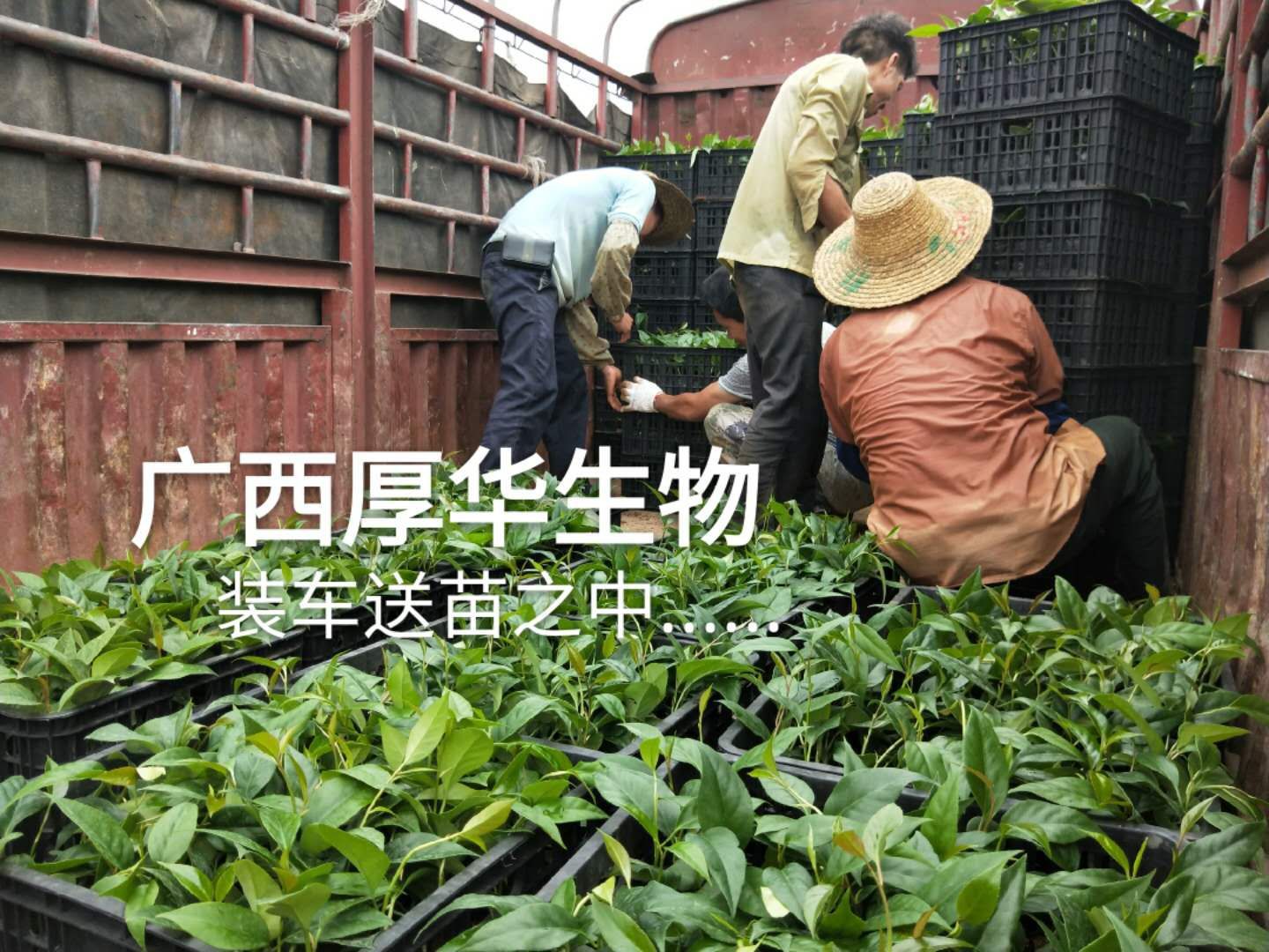 粉红黑老虎苗  真正专业选育品种——厚华1号   好品种才能助您成功！