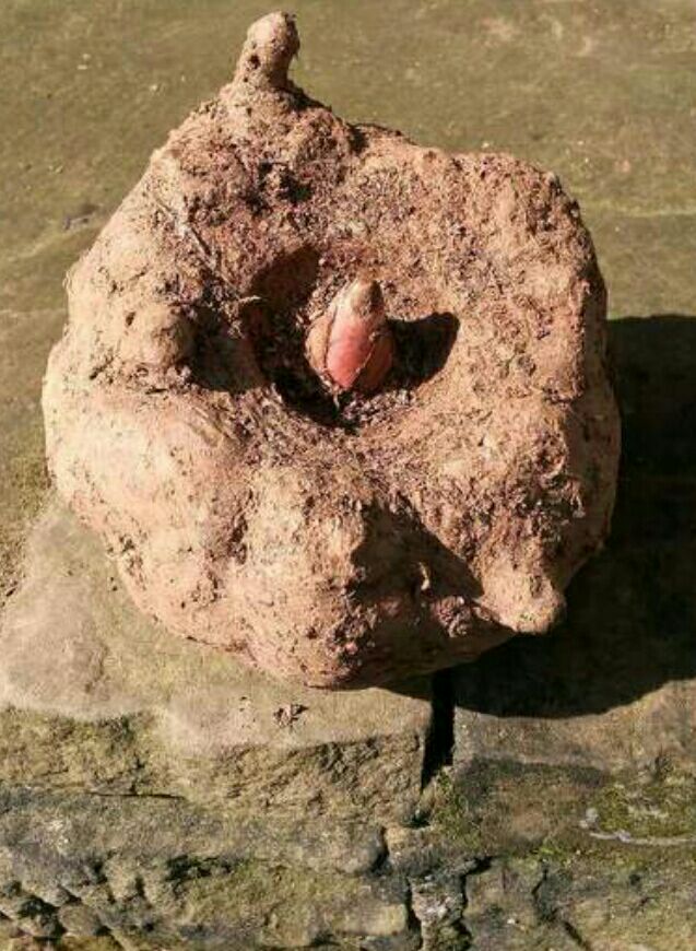 花魔芋
