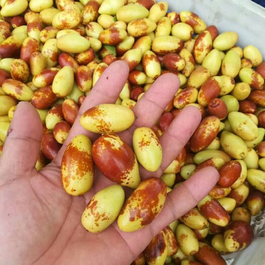 天津马牙枣 拐一 10-20g