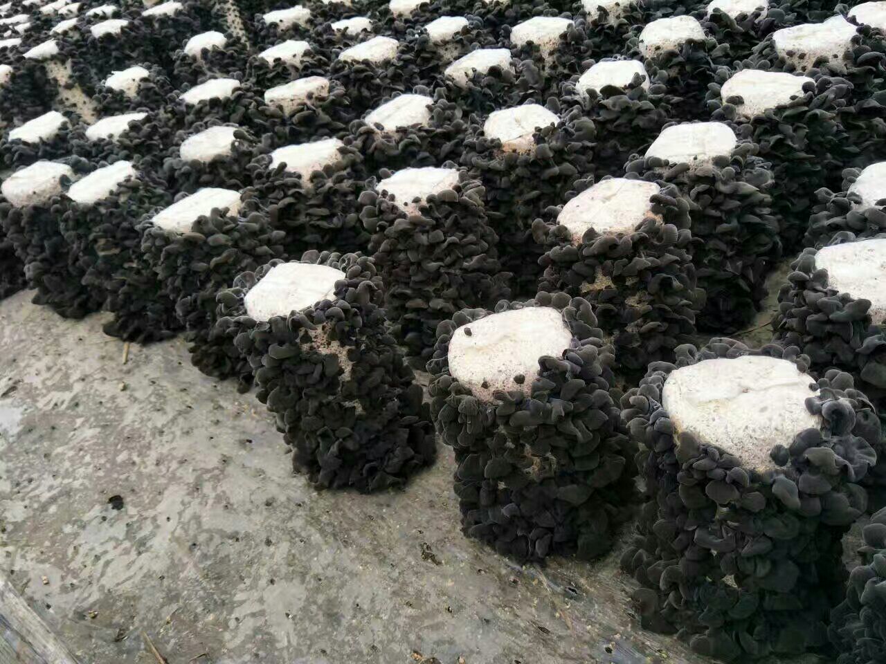 黑木耳 一级 