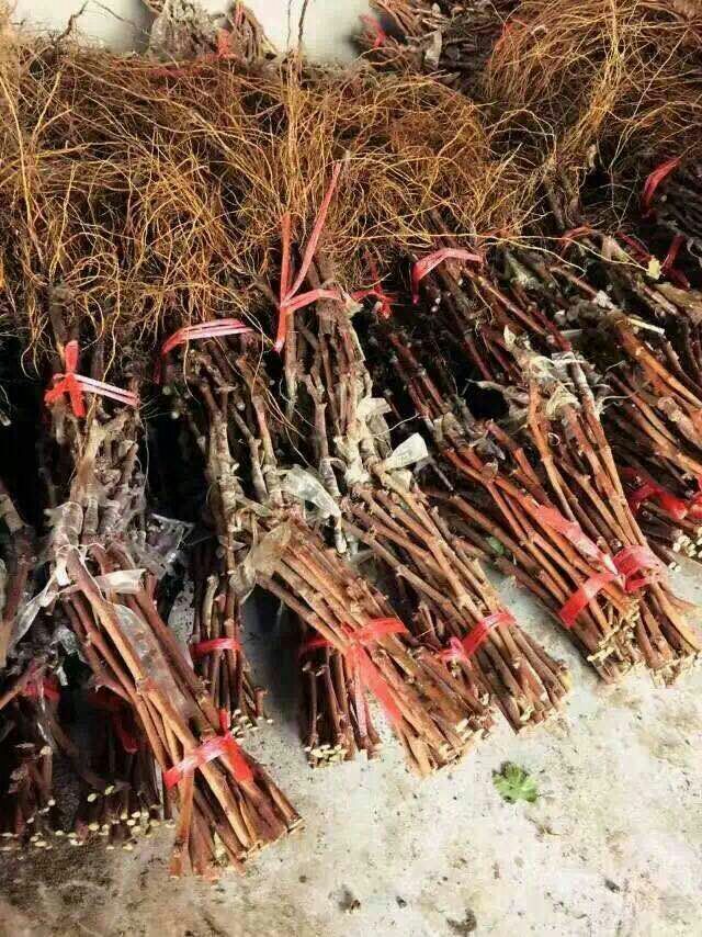 巨峰葡萄苗