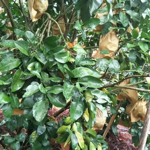 梅州梅州蜜柚 2斤以上 