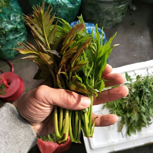 泰安红油香椿芽 12cm以上