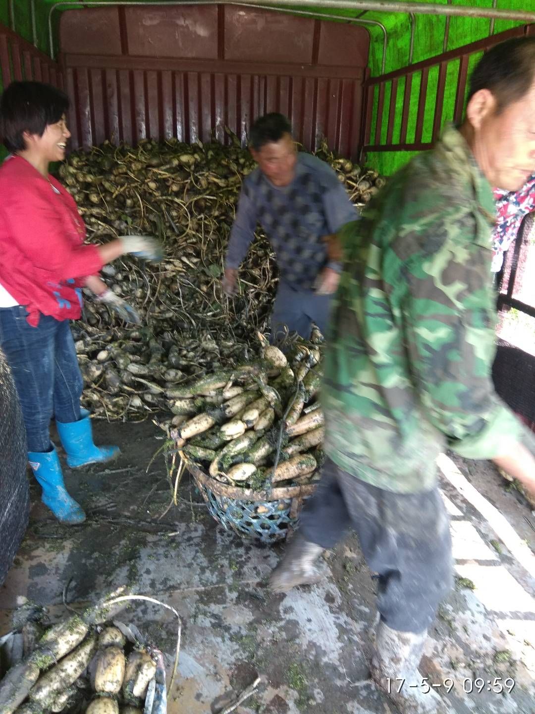 野生莲藕 5-7cm 20~25cm