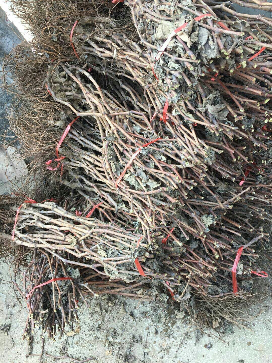 巨峰葡萄苗