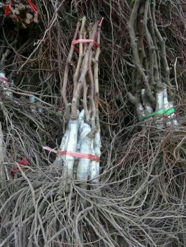 巨峰葡萄苗