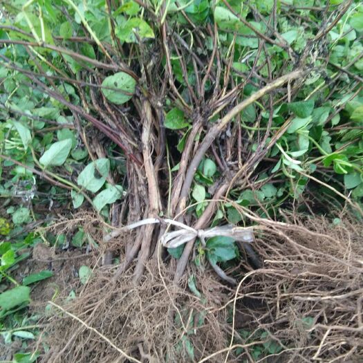 巨鹿县四季金银花 60~70公分 