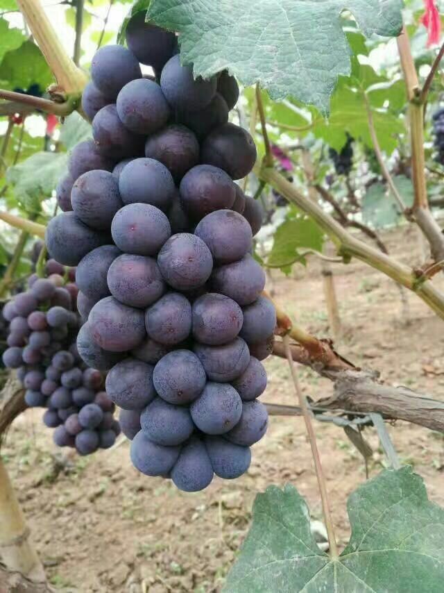 巨峰葡萄苗